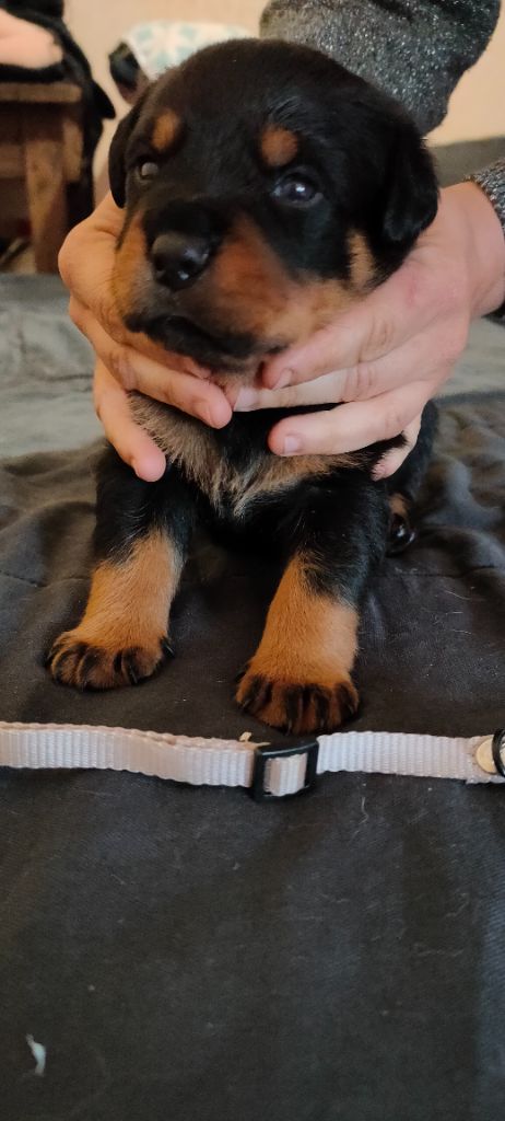 Fortysix Valley - Chiot disponible  - Rottweiler