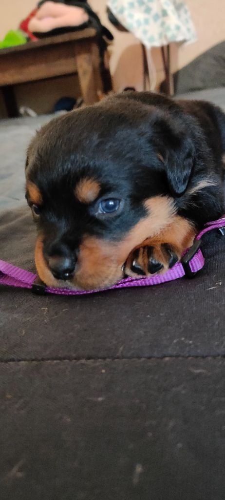 Fortysix Valley - Chiot disponible  - Rottweiler
